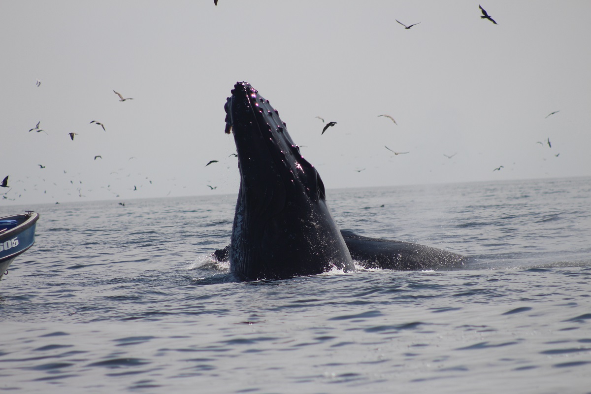 Investigadora de la UA (universidad de Antofagasta) y su lucha por proteger las ballenas en Mejillones: “Hemos hecho algo que traspasa las fronteras”