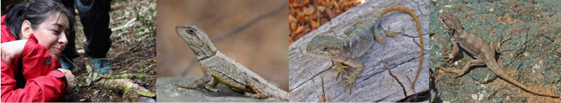 Académica UBB integra estudio de Nature que alerta sobre riesgo de extinción masiva de reptiles